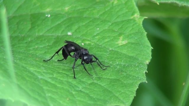 Blue-black Spider Wasp (Pompilidae: Anoplius) Poisoned