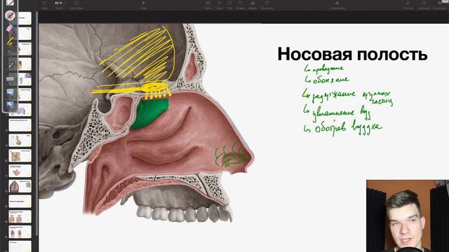 6.71. Носовая полость и носовые пазухи | Анатомия к ЕГЭ | Георгий Мишуровский смотреть онлайн