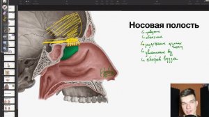 6.71. Носовая полость и носовые пазухи | Анатомия к ЕГЭ | Георгий Мишуровский