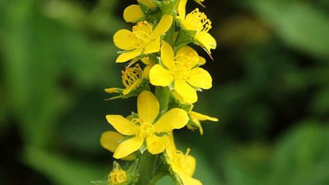 Репешок цепляется за одежду и наше здоровье смотреть онлайн