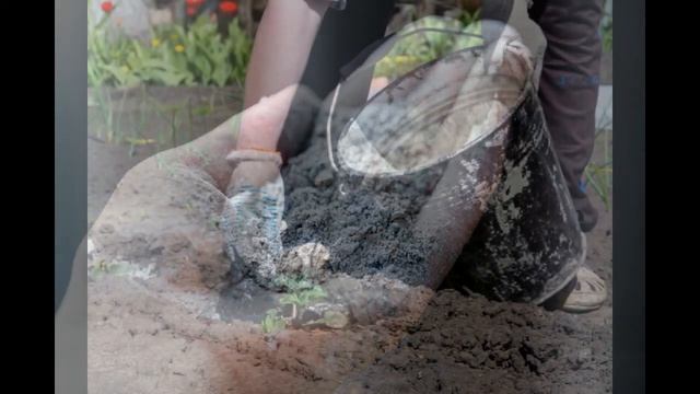 Какие культуры нуждаются в удобрении древесной золой смотреть онлайн