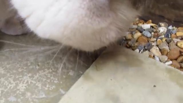 BRITISH SHORTHAIR T-SHIRT CAT BOX! | CHRIS & EVE смотреть онлайн