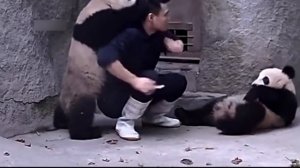 Нападения больших панд на людей