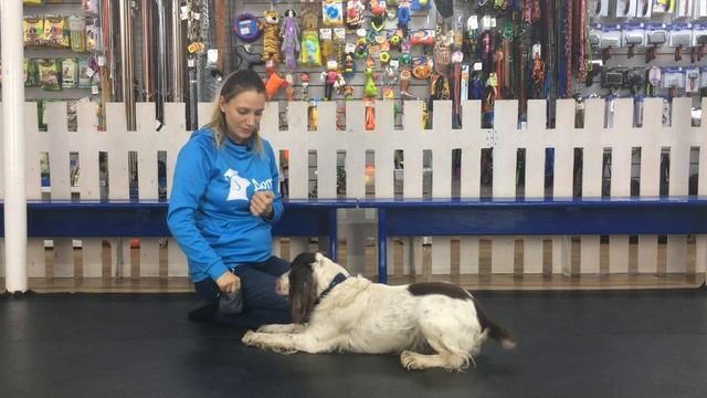 Kак научить собаку команде голос? смотреть онлайн