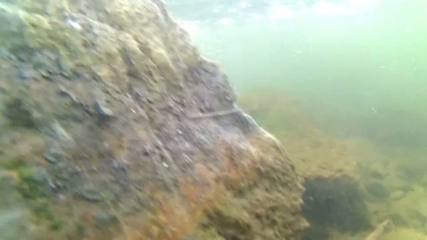 Underwater shooting (Yenisei and Mans) Подводные съёмки Енисей-Мана