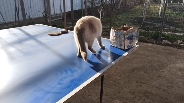 ПЕРЕЕХАЛИ НА КУБАНЬ. БЕЛЫЕ ЛИЛИИ ЗИМОЙ. релакс с курочками. смотреть онлайн