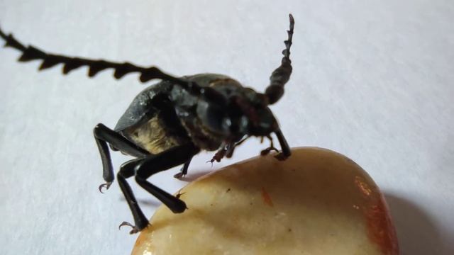 Жук-усач, усач-кожевник.Внешней вид? смотреть онлайн