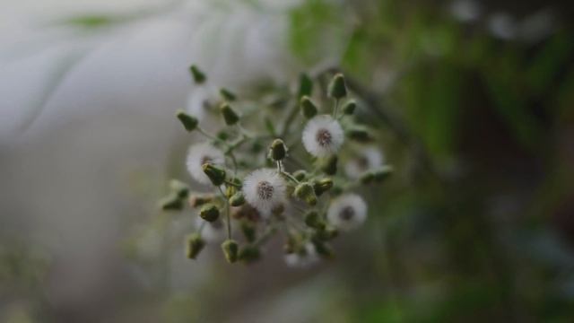 Nikon D5300 + 50mm 1.8G || CINEMATIC VIDEO TEST смотреть онлайн