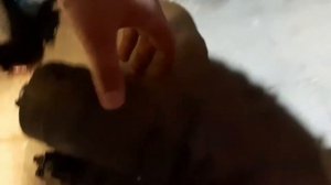 Нива мотор 1.7 в классику. 5-ти ступенчатая кпп. Свап ВАЗ Классика!