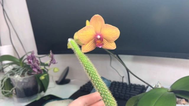 ПЕРЕСОРТИЦА ??☀️ смотреть онлайн