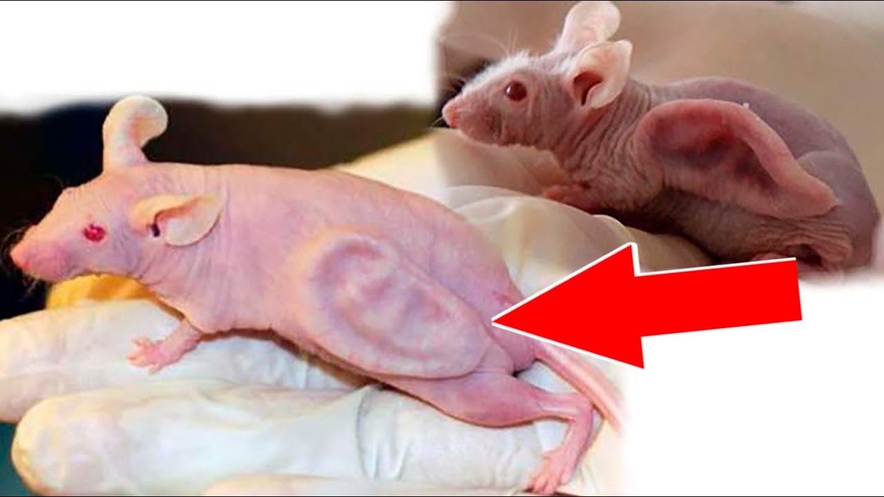 ? 10 Животных, которых создали учёные. смотреть онлайн