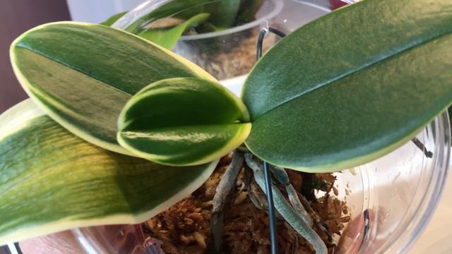 Phalaenopsis Orchideen im Sphagnum Moos - wie pflege ich meine Pflanzen смотреть онлайн