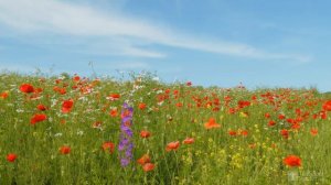 4K Маковый луг и пение птиц. Природа. Живая Природа. Красота Луга.