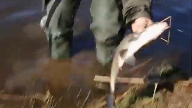 Серия 62. Поплавок. Весенний лещ! Рыбалка с Нормундом Грабовскисом. смотреть онлайн