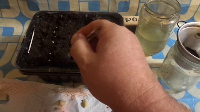 Досаживал ПЕРЕЦ семенами вымачивал в чеснойной воде 12 часов . смотреть онлайн