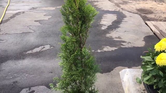 "Садовый Центр № 1" на Новой Риге - Туя Западная Смарагд 110 см! смотреть онлайн