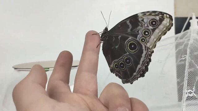Эта бабочка выдержала мороз -30... Вырастили огромную бабочку в ферме для бабочек! смотреть онлайн