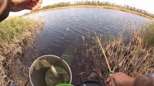 Толстые осенние караси. Херабуна.