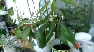 Желтые точки на лимоне! Обработка цитрусовых от паутинного клеща!