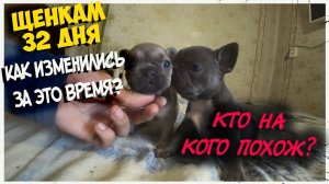 Щенки французского бульдога делают первые уверенные шаги.
