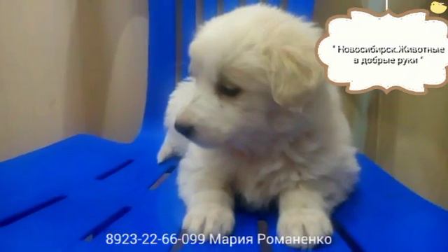 Щенкам из приюта нужна семья смотреть онлайн