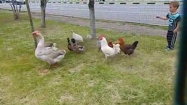 большой контактный зоопарк Москва, 8(916)702-11-08 смотреть онлайн