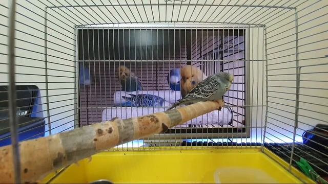 OnLine Ответы на вопросы о волнистых попугаях. Эфир 25.02.20 смотреть онлайн