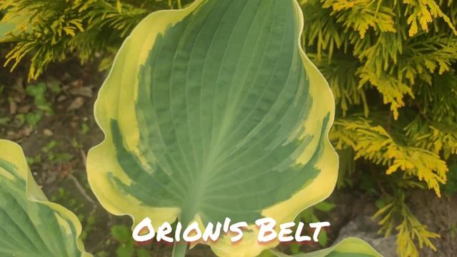 Хоста Orion's Belt.... смотреть онлайн