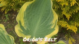 Хоста Orion's Belt....