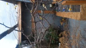 Зимовка канареек в уличном вольере