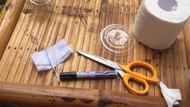 (With Result) Bougainvillea Seeds Germination.. Tissue and Soil.. //seeds of faith garden смотреть онлайн