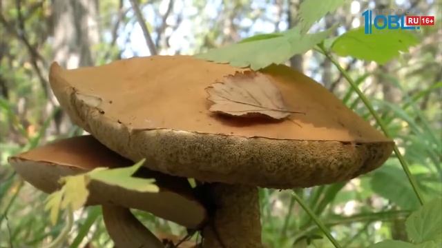 Грибной сезон в разгаре