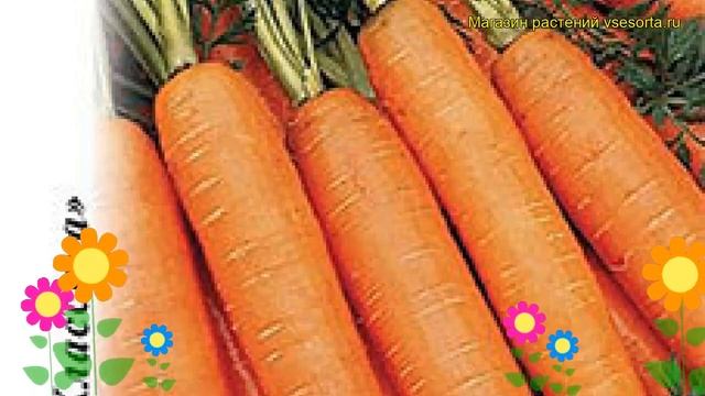 Морковь Вита Лонга (Морковь). Краткий обзор, описание характеристик, где купить семена daucus carot смотреть онлайн