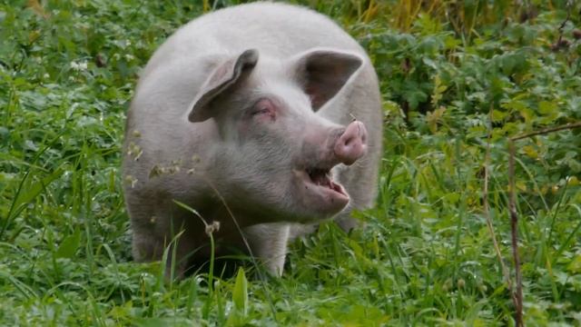 Свинья ест зелень смотреть онлайн