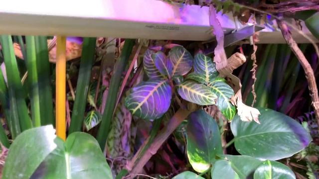 Мои растения для фитофильтра(Список в комментариях) смотреть онлайн