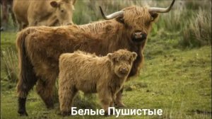 ЯК?/Копытные/Животные /Интересные факты