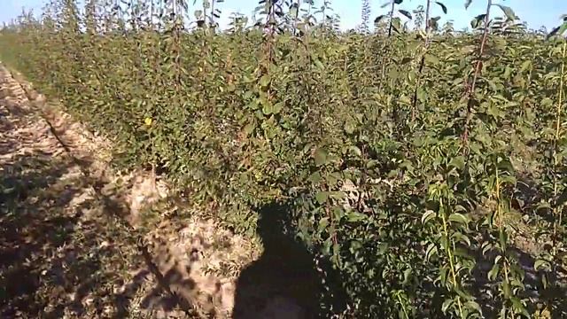 саженцы сливы сортах:Стэнли, французская чернослив, Авалон, ранний плодовитый, Опал и Озарк премьер смотреть онлайн