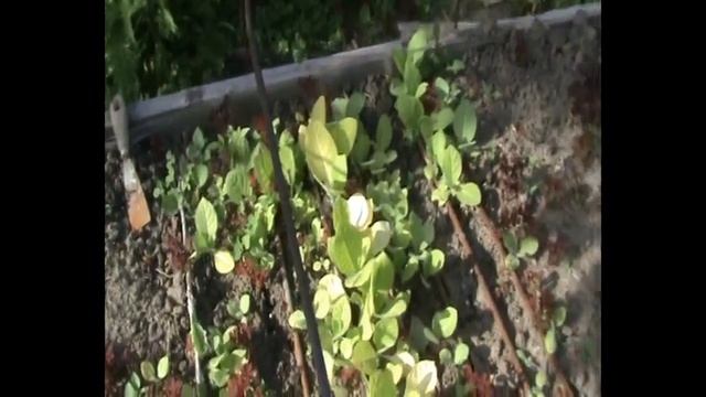 Табак пошёл в рост.Первая подкормка.Дожелчивание прошлогодних лигеросов