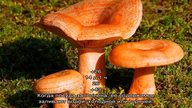 Соленые рыжики на зиму - 4 домашних вкусных рецепта приготовления смотреть онлайн