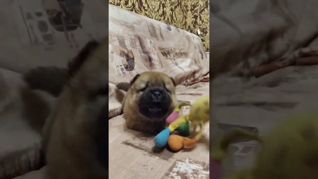 Щенок чау чау.Рыжий мальчик. Возраст 1 месяц. смотреть онлайн