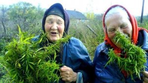 10 БЕСПРИСТРАСТНЫХ ФАКТОВ О МАРИХУАНЕ