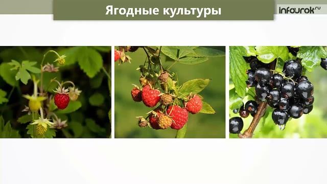 2 Сельское хозяйство Растениеводство Животноводство смотреть онлайн