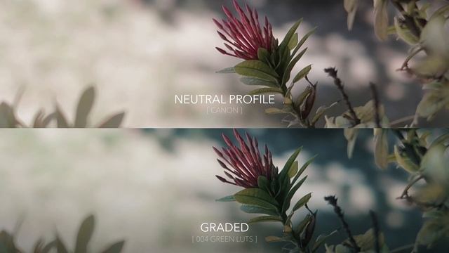 FREE CINEMATIC LUTs | Cinematic Video | Free LUTs | Canon G7X mark ii | Cinematography смотреть онлайн