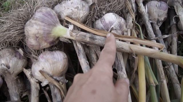 УБОРКА ЧЕСНОКА, ХРАНЕНИЕ смотреть онлайн