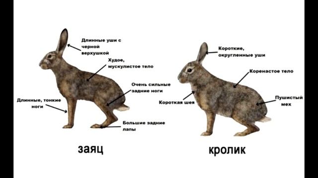Чем зайцы отличаются от кроликов? смотреть онлайн