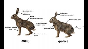 Чем зайцы отличаются от кроликов?