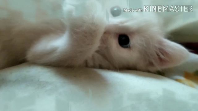 Будни 🐈 Вайси. Поели, поиграли - можно и поспать. смотреть онлайн