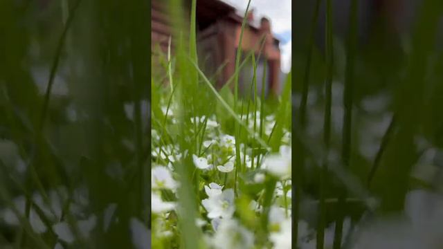 Природа, цветы, дача смотреть онлайн