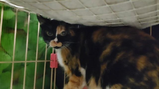✨猫の楽園✨お仕事をしながらの81匹の保護猫と別チャンネル家猫11匹との生活日記！今日は11月2日のジャングルの間の社員達をお届けします смотреть онлайн