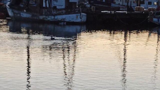 Красота Балтики. ?Утро. ?Звуки природы. ?Приглашаю. ?♂️ смотреть онлайн